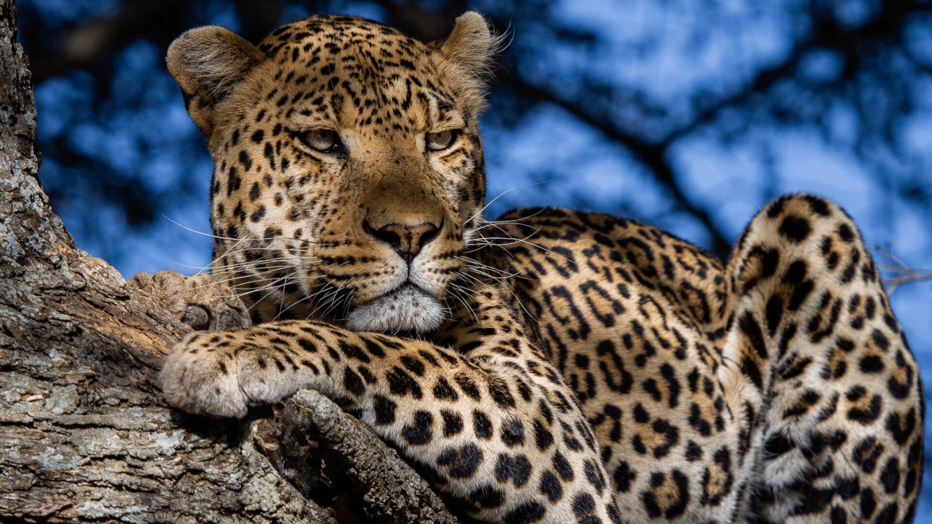 Components of Tourism Components of Tourism